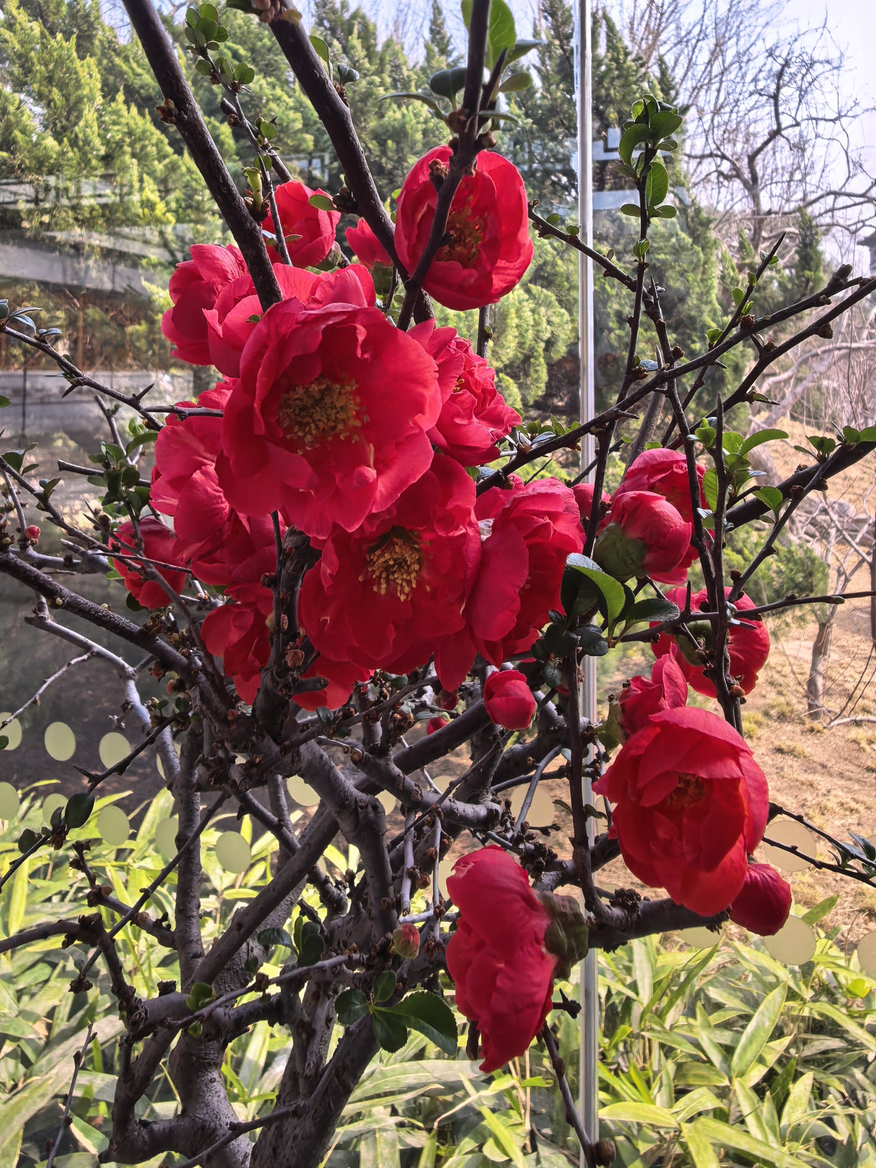 S-年年灯影劳形，岁岁春风捷报。 