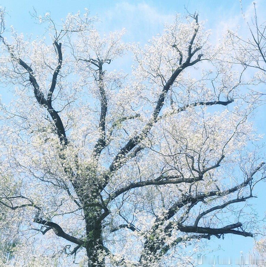 ～～《唐多令》～～宋人·尧裔陌上春色里，花瓣满地垄。梨花飞雪裹新愁，才料峭，又仲