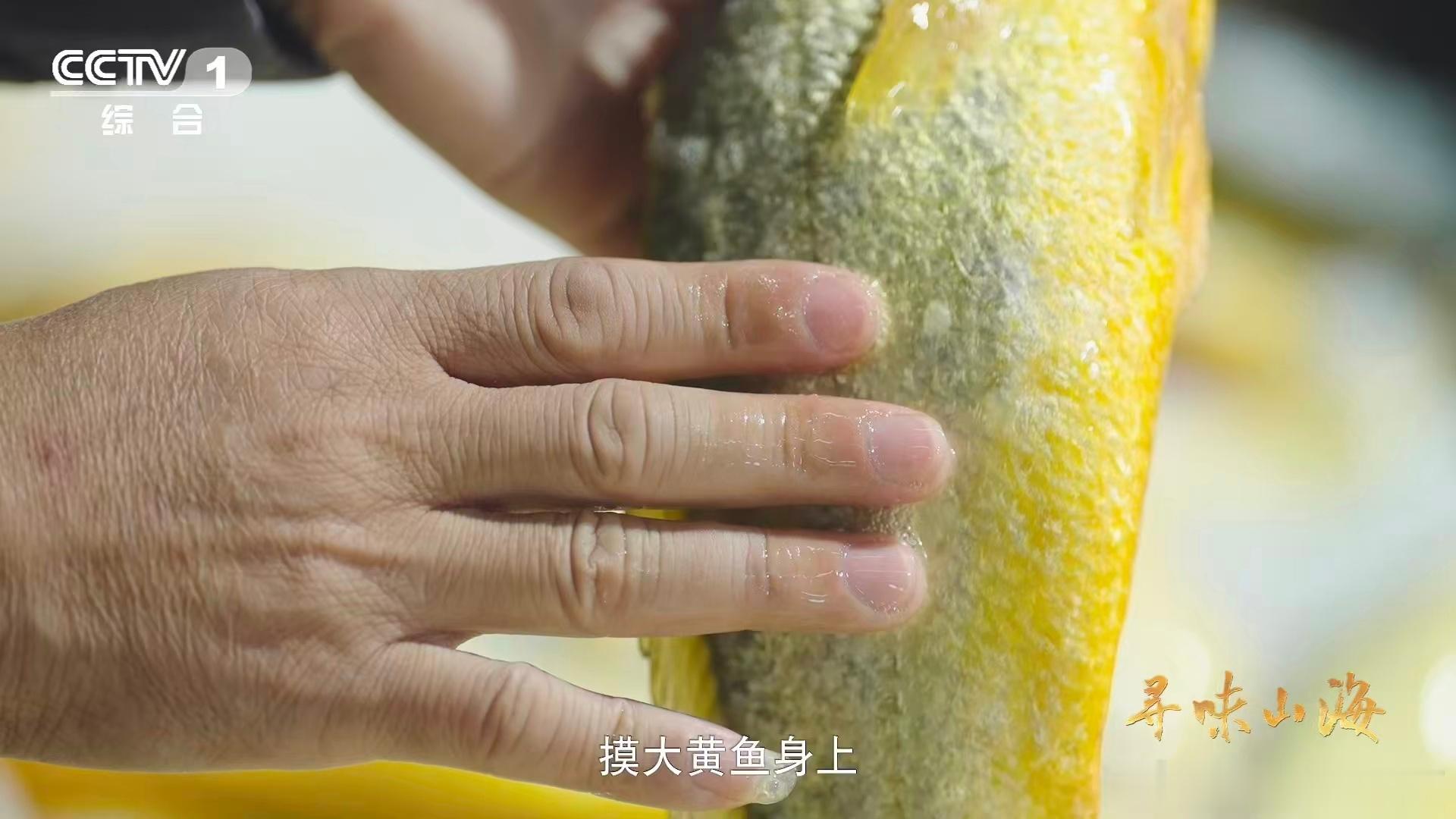 一直觉得大黄鱼性价比超高，肉鲜营养足。它发声方式独特，靠鱼鳔挤压哼唧。挑大黄鱼，