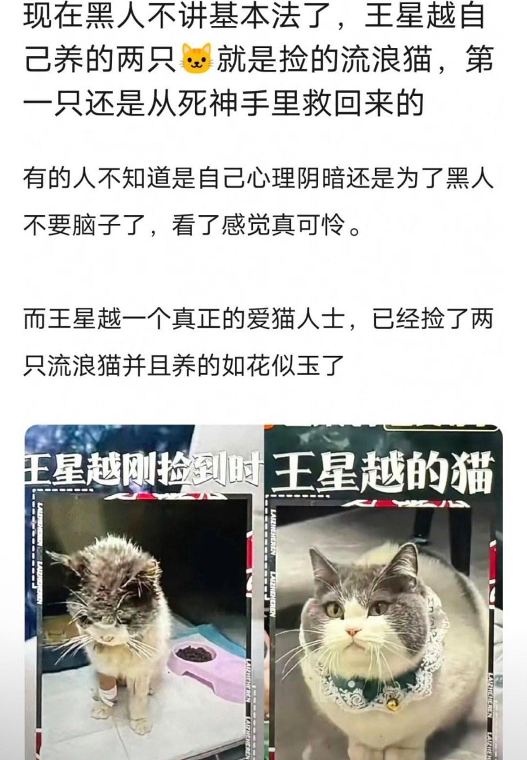 王星越确实很爱猫，捡的流浪猫也养得这么好，有心了 ​​​