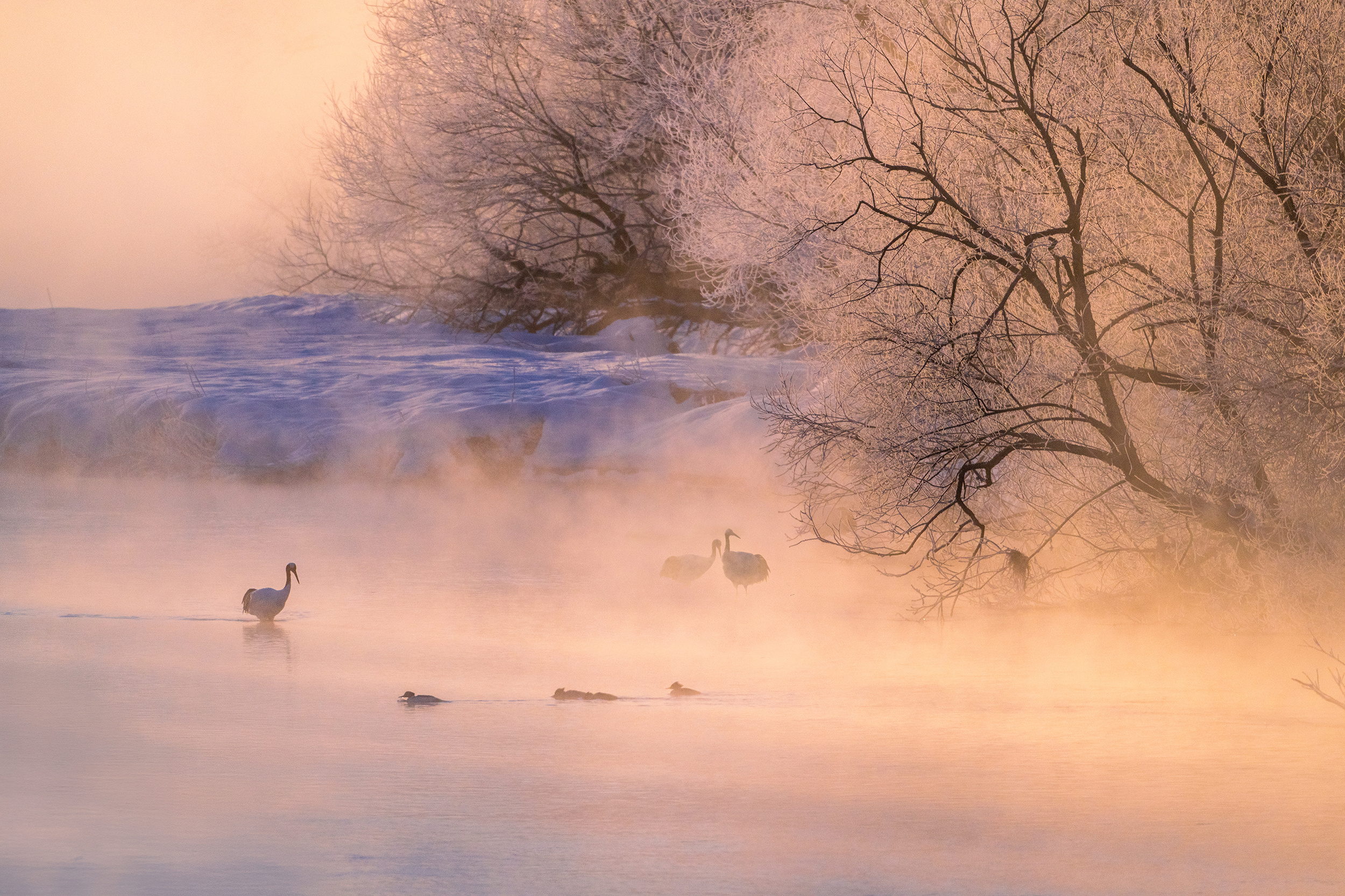 清晨微冷，雾很轻。我们在等，等雾把光托起来。 