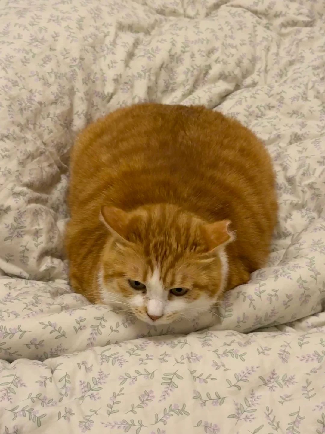 这种洗澡一般按照超级大胖猫收费