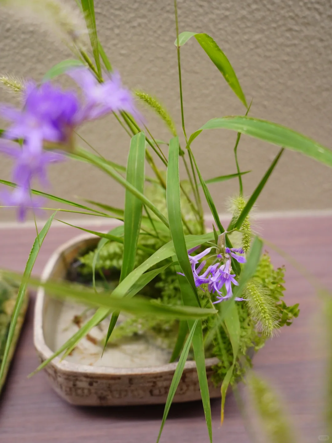 虽然它是不起眼的杂草，却想让它做一次主角