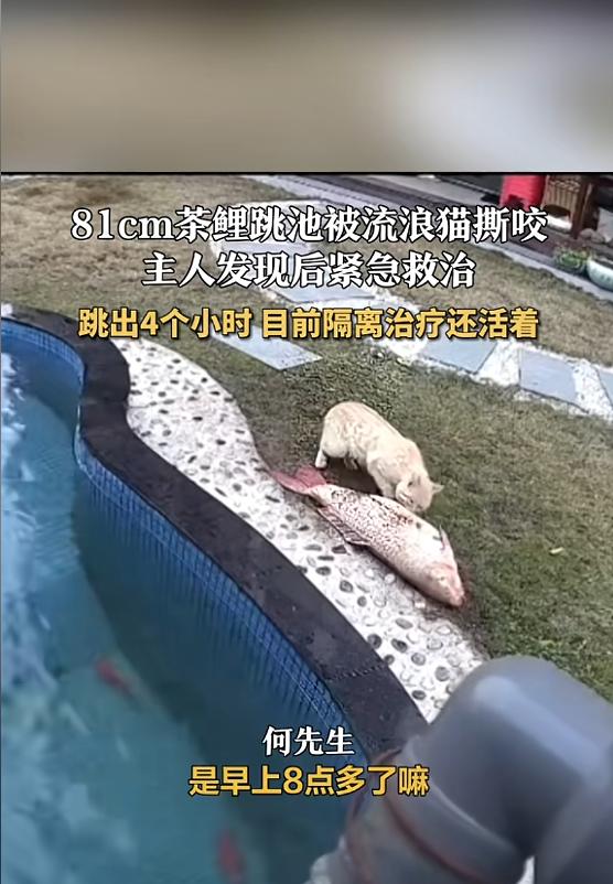 “天上掉馅饼了！”3月2日，四川遂宁，一男子养了条81厘米的茶鲤，在深夜时，茶鲤