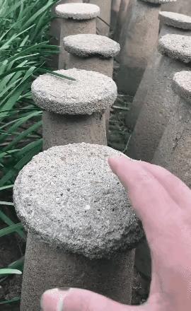 困扰了我多年的韭黄之迷终于被揭开了……
