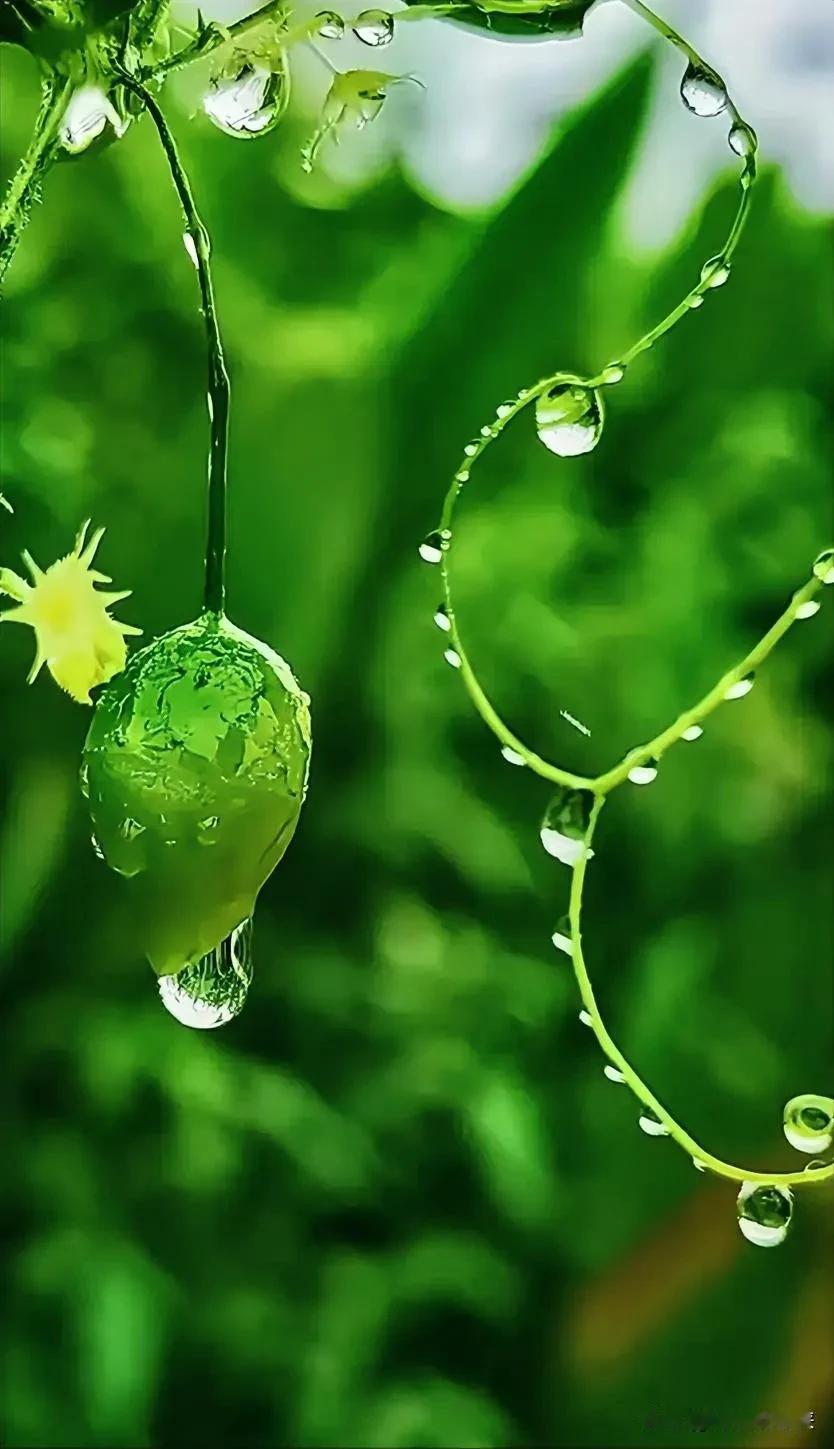 对联挑战：邀请秀出你的下联？
上联：雨后藤蔓垂珠挂
下联：邀请[作揖][玫瑰]