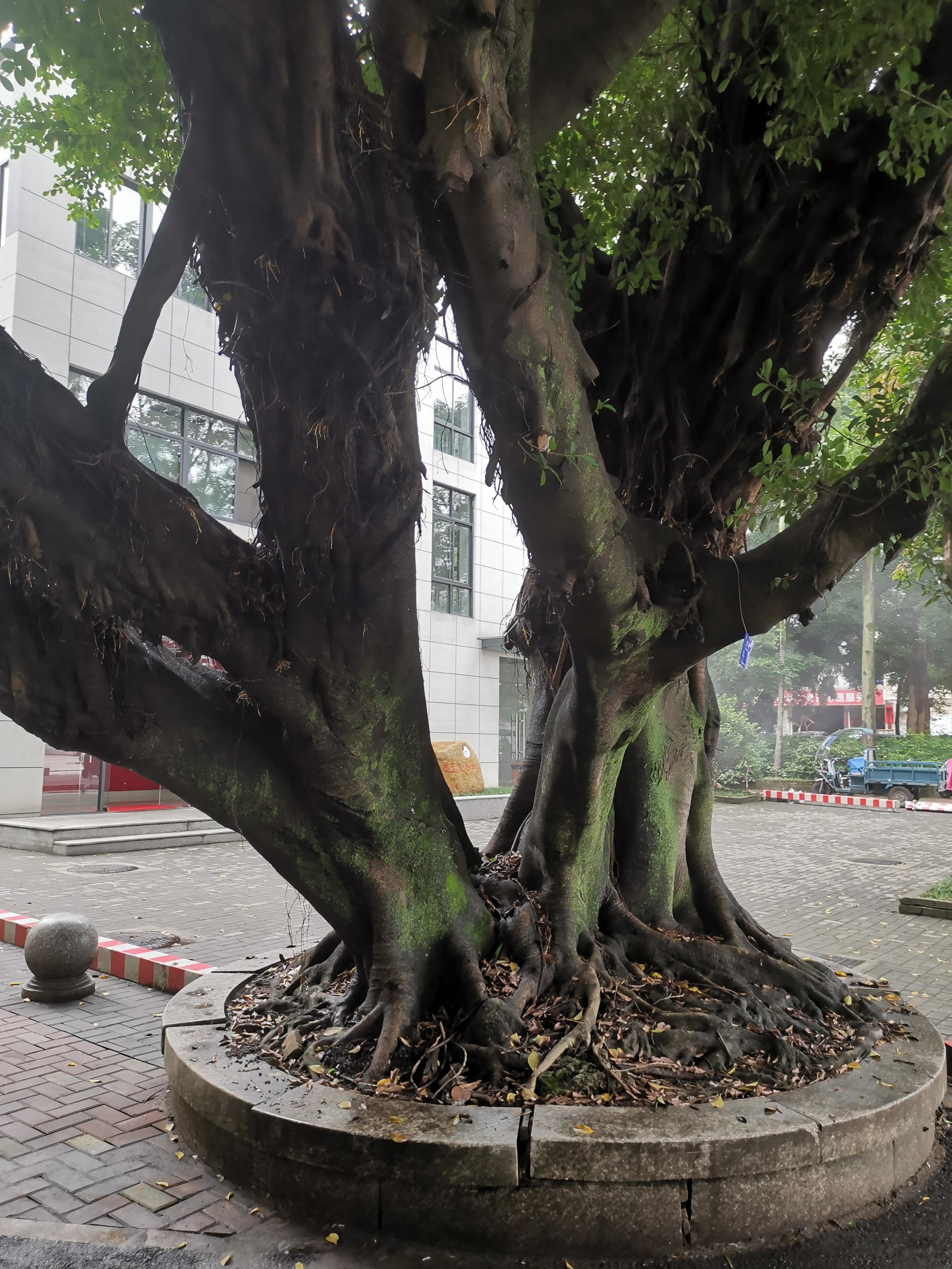 肺癌不只是咳嗽，如果有4种表现，尽早查肺，可能是癌症前兆！1、持续咳嗽或变化的咳