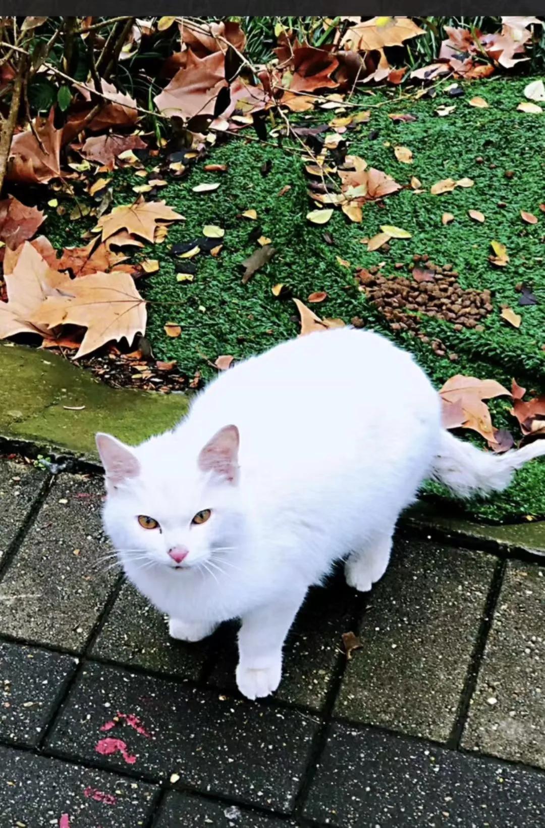 和园的猫，家养的一般比较温顺可人， 但两只流浪猫比较厉害，这也是生存兢争吧！（ 