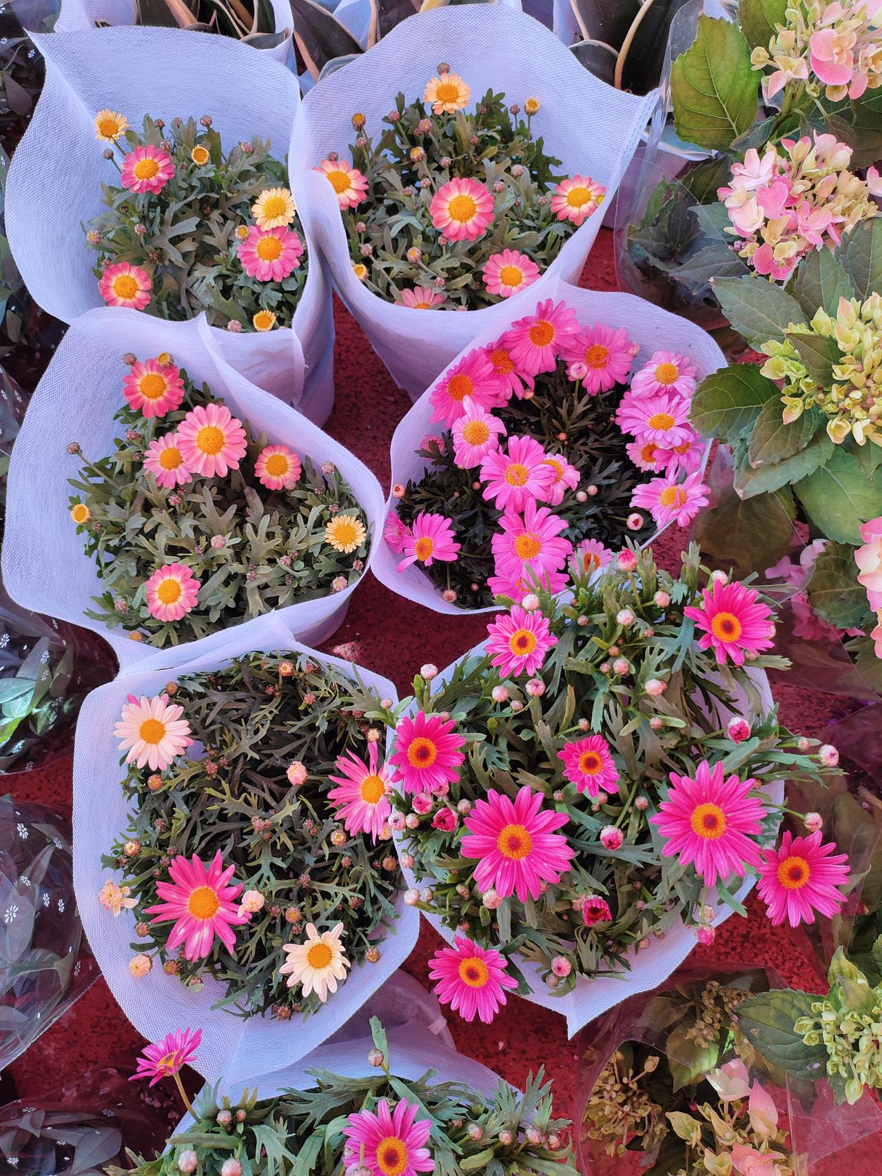 发布你拍的春日花束把春天打包成一束小雏菊，粉的温柔，黄的明媚，连风都带着甜。