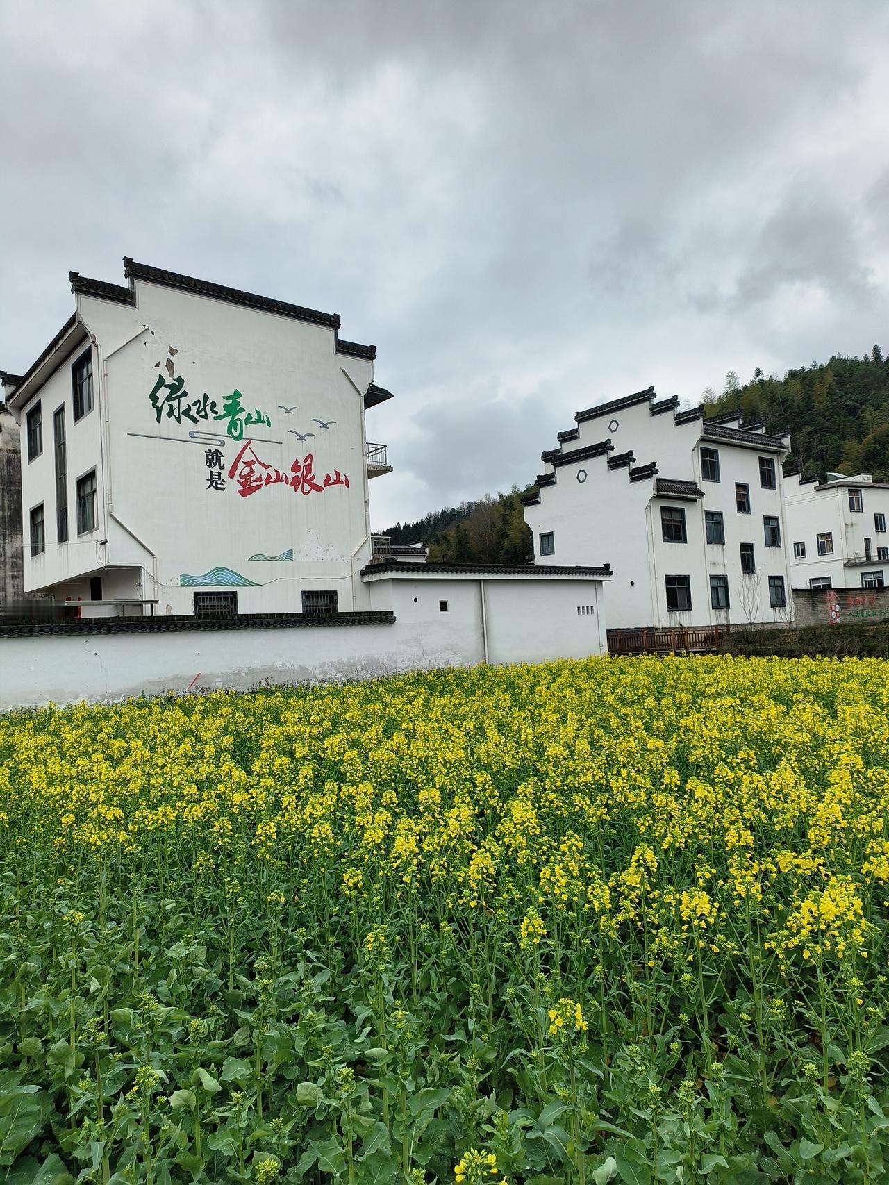 花草🌿日记～🌸🌸🌸🌸

阳春三月手机随手拍实景图分享！

从乡村油菜花