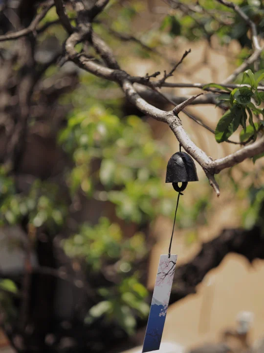 向往的生活，洱海版｜在洱海小院做一场五疗愈