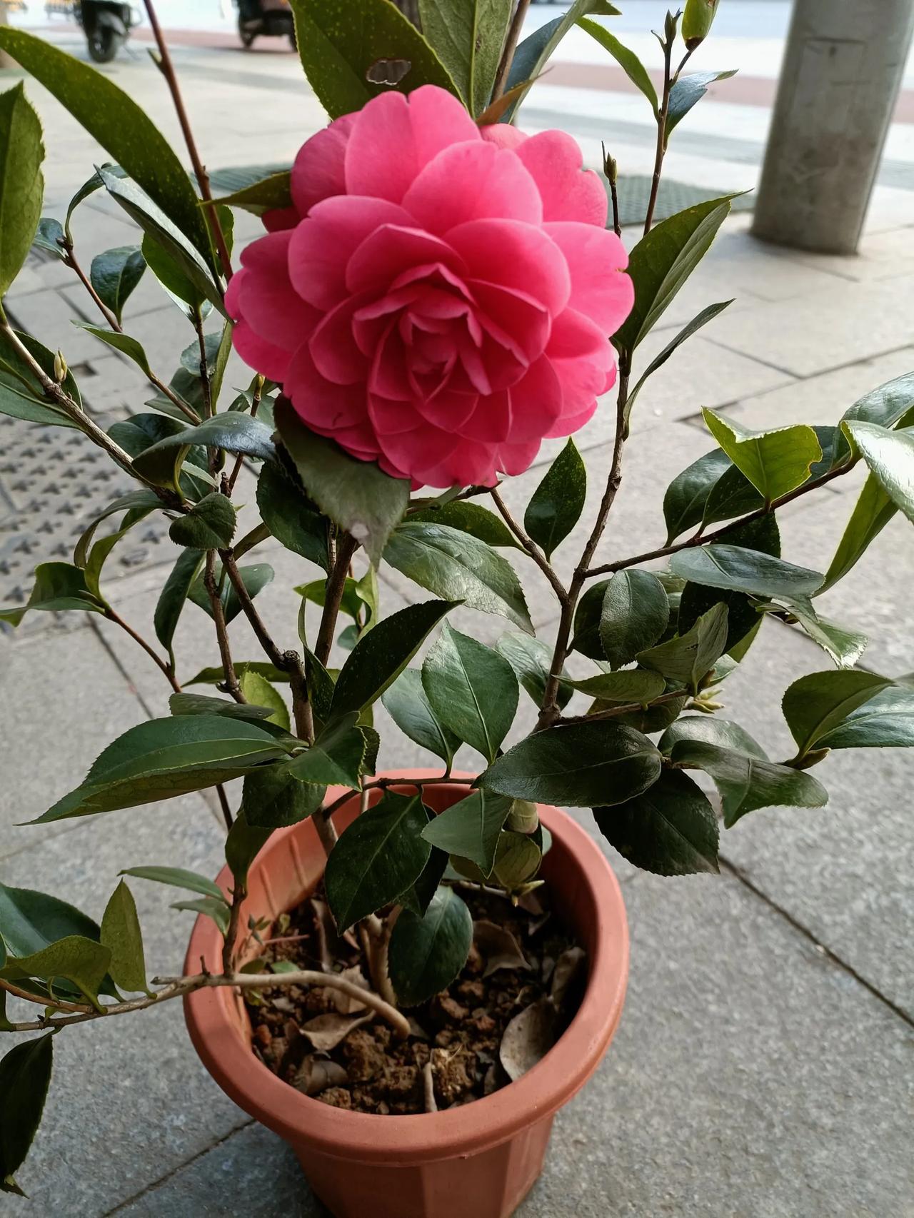 早上买了一盆山茶花二十块钱，没养过这种花，也不知道好不好养，只是看着喜欢就买了。