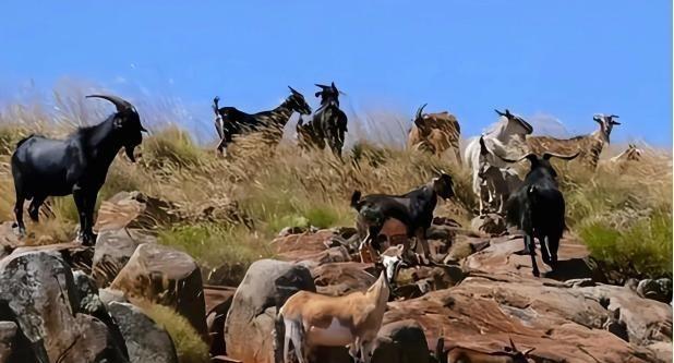 1959年，科隆群岛上的几个渔民，将一公两母3只山羊遗忘在了岛上。却没想到，这样