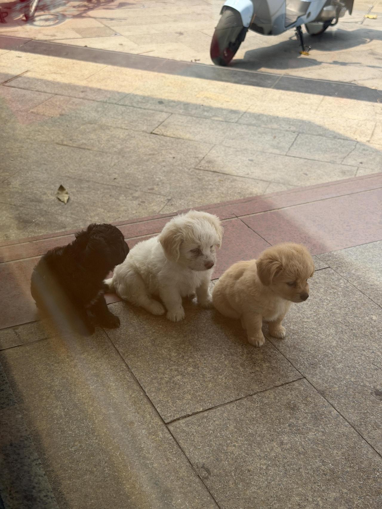 路边的三条狗，给它们取名的话你们会怎么取？