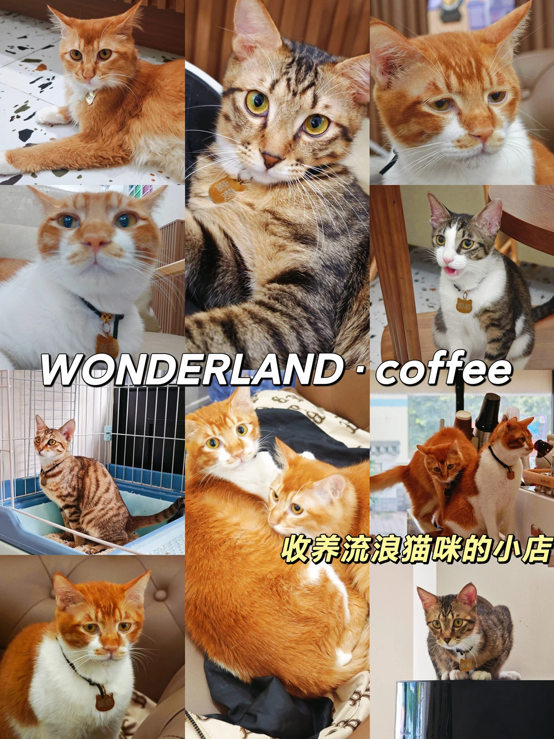 夯爆！一家流浪猫咪浓度超标的可爱小店🐱