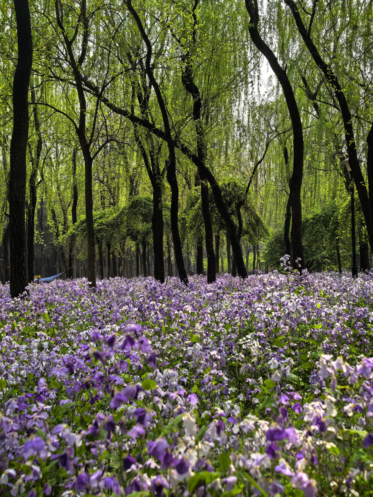 二月兰让随处变成莫奈花园