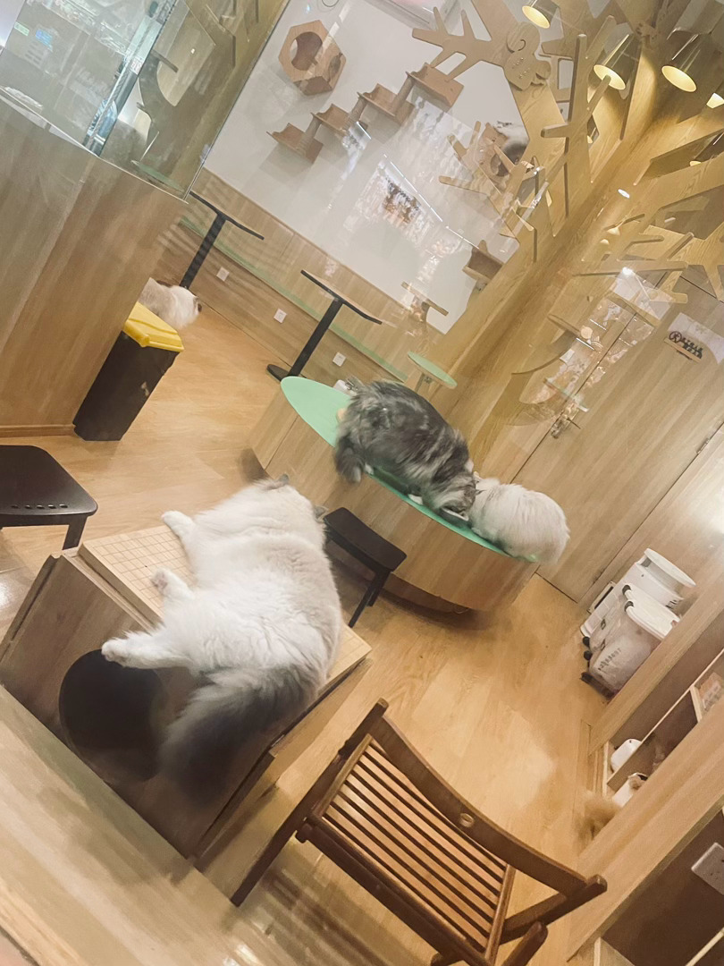好肥的猫 