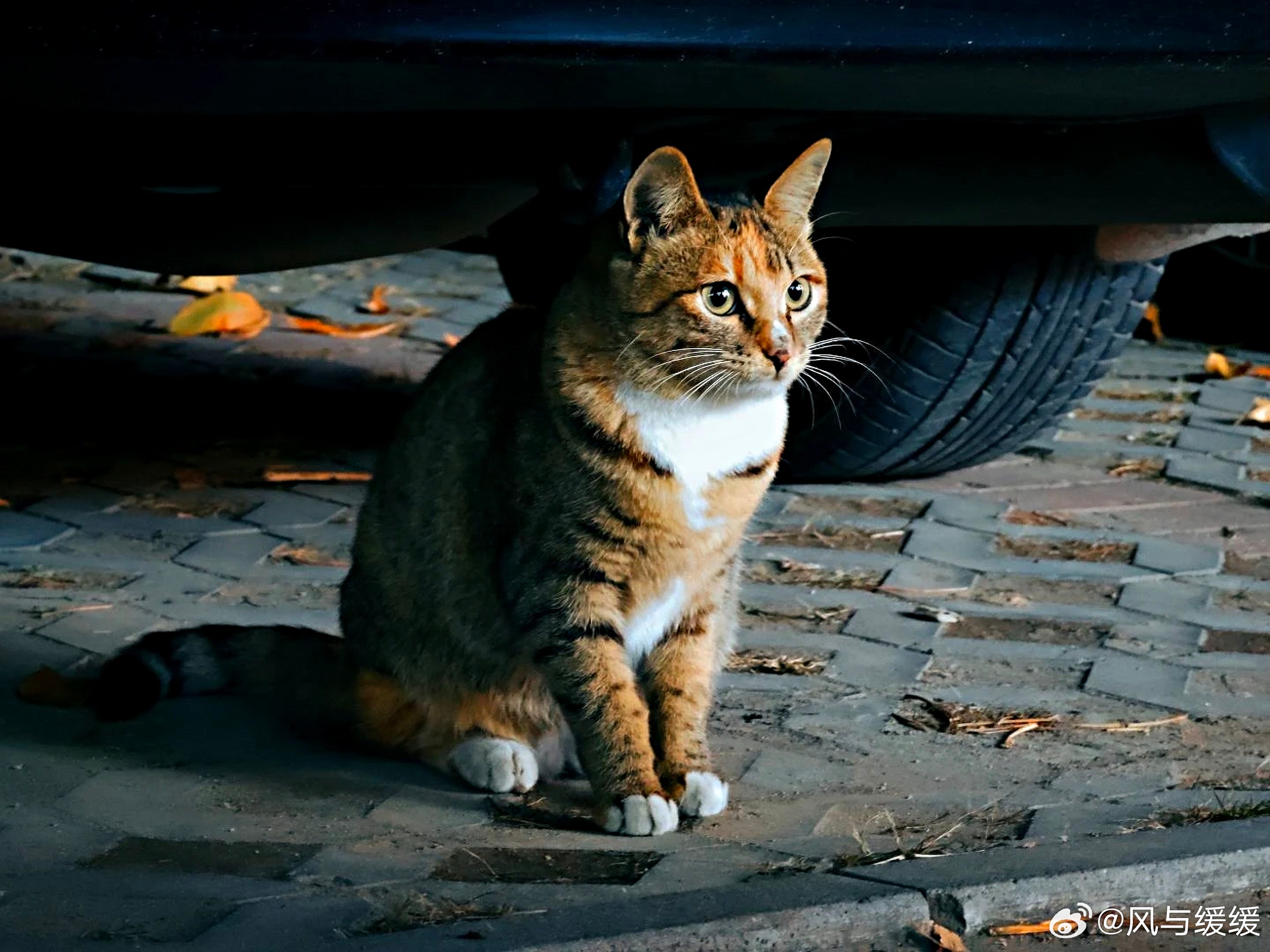 我总觉得呀，那些我们放在心尖尖上的长辈，不过是把我们送进了世界这个大大的幼儿园。