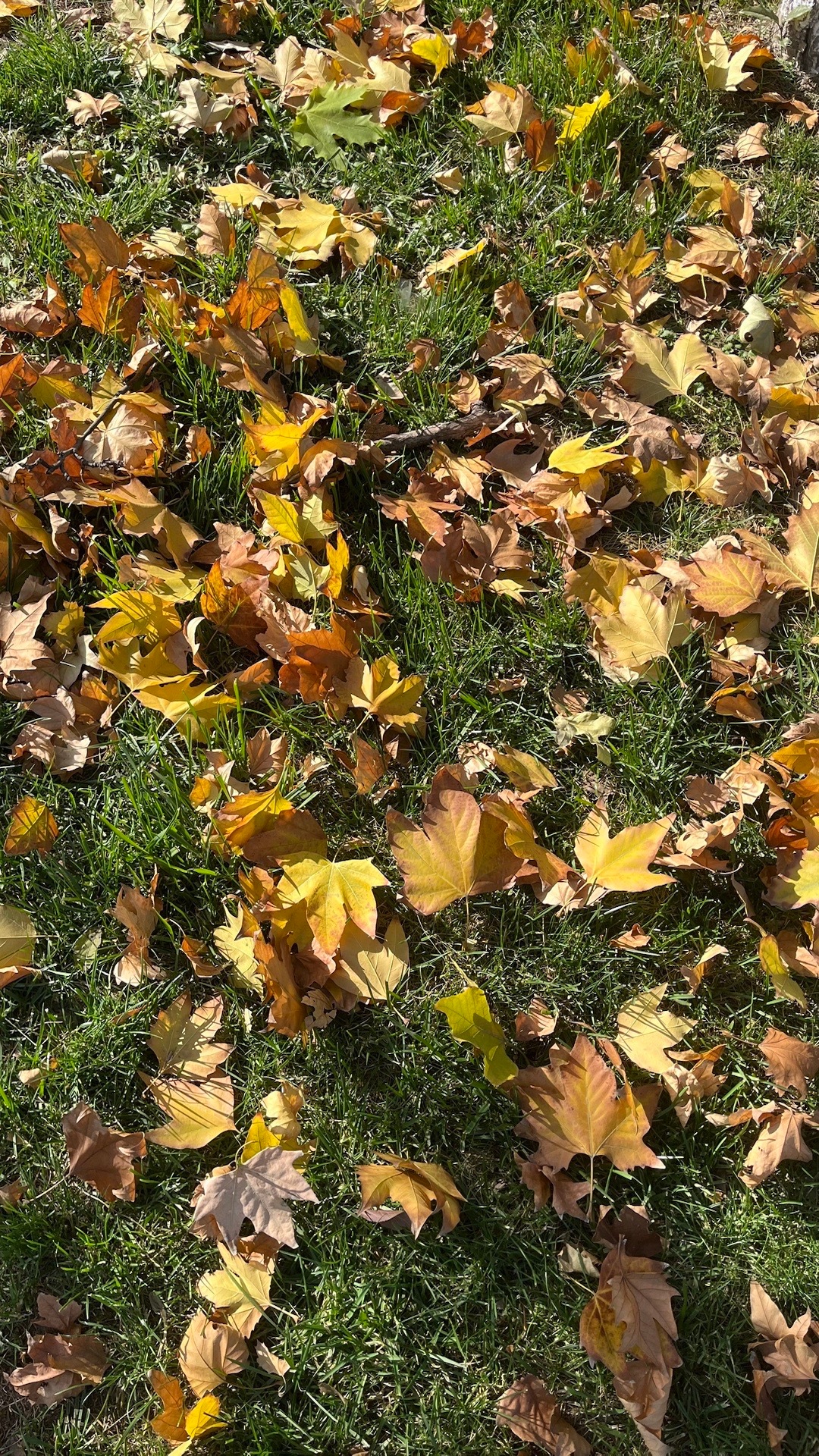 立秋🍂🍁小时候对于秋天的概念是：绿→黄23年刚来深圳时是二月，满城都是绿色还