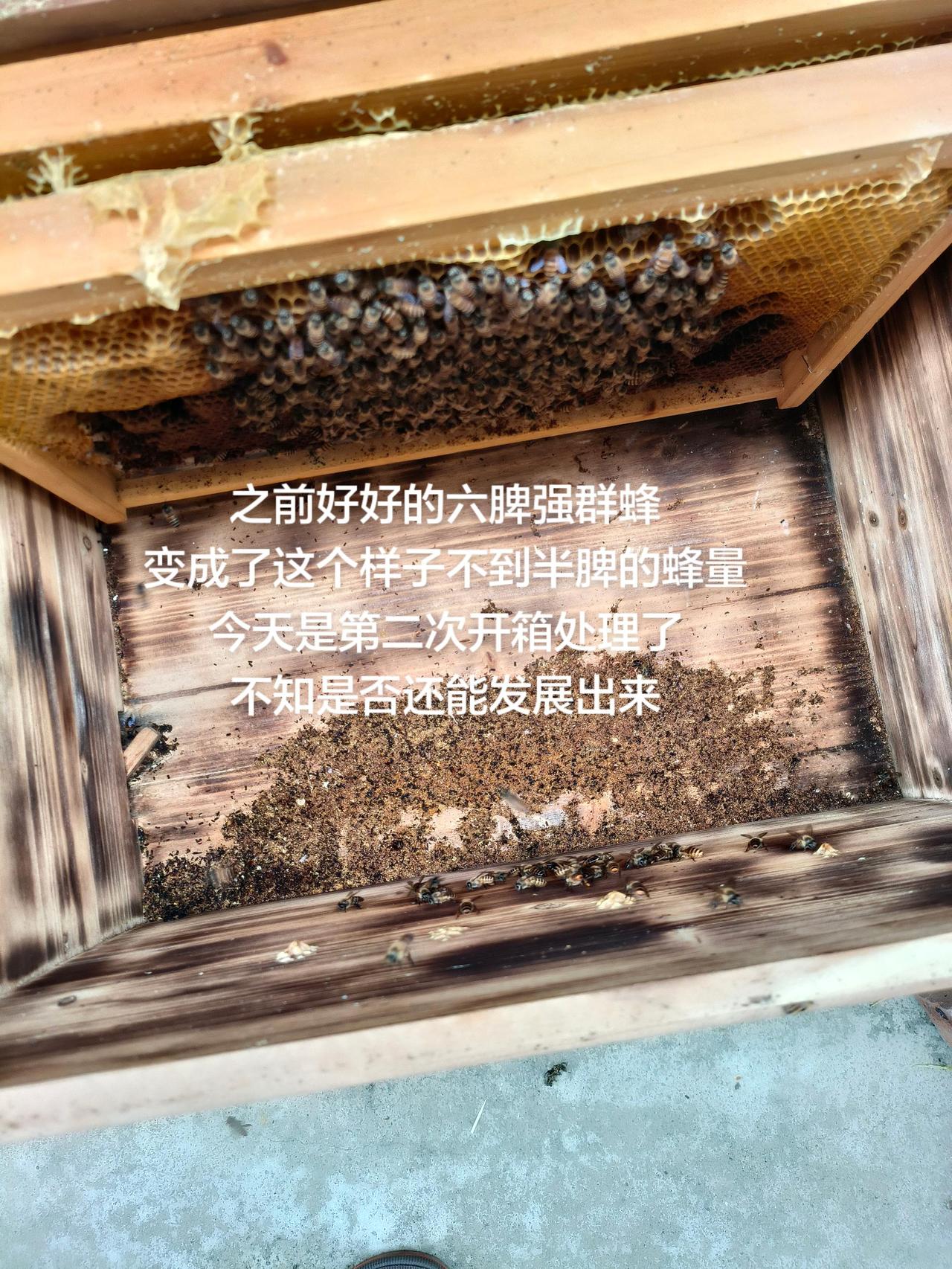 之前好好的六脾强群蜂
变成了这个样子不到半脾的蜂量
今天是第二次开箱处理了
不知