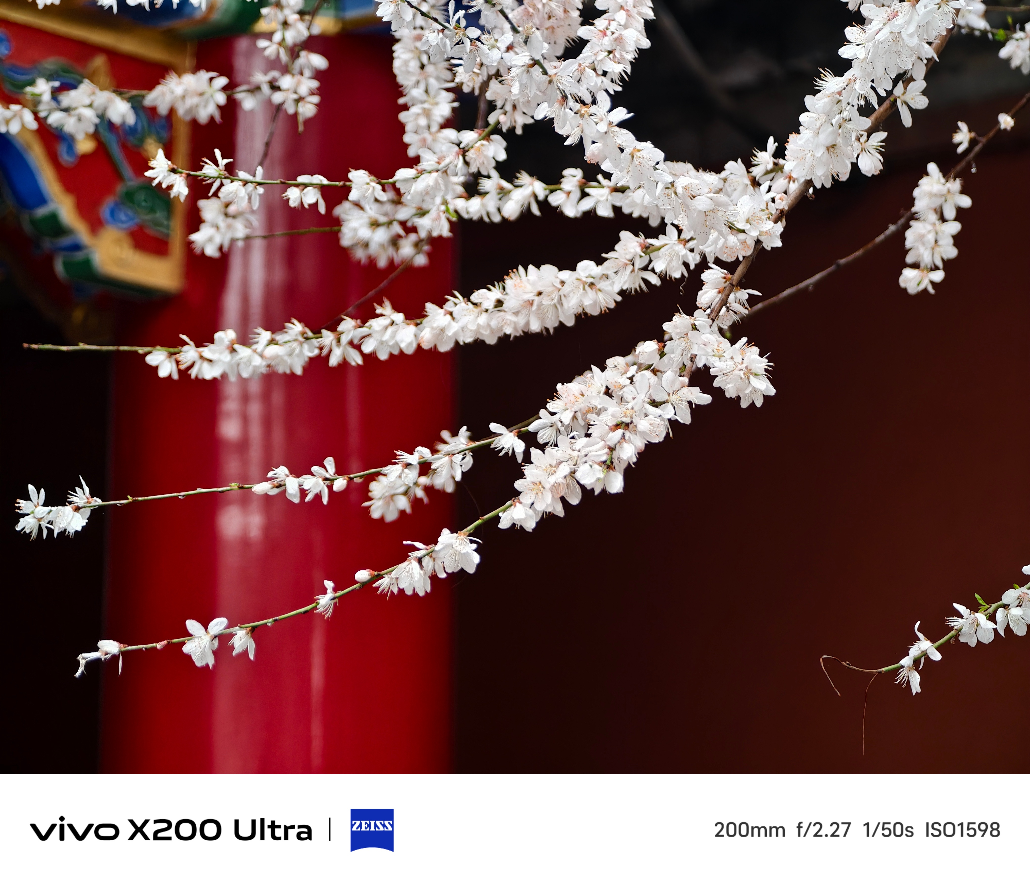 广仁寺的山桃花开了，用vivo X200 Ultra加增距镜随便拿捏，还需要啥相