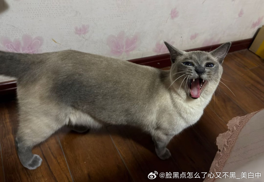 4269只黑脸【tg】当你试图拍丑照时你那个很上镜的猫： 