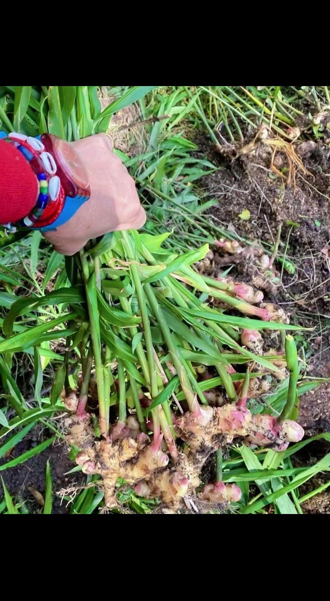 🌱刚从泥土里睡醒的姜宝宝，带着晨露的凉甜✨。掌纹里盛着整个秋天的倔强，每寸根茎