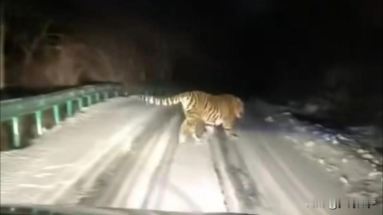 2021年12月28日，黑龙江省虎林市东方红镇村民在雪地中遭遇惊险一幕：一对夫妻