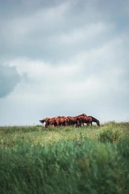 失去西北和幽云十六州，对北宋来说意味着什么？宋朝在历史上一直是经贸文化灿烂，而军