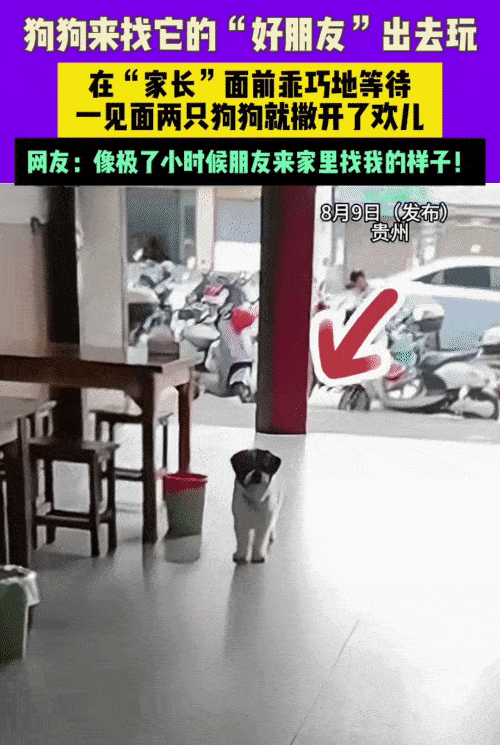 “太有灵性了！”贵州，女子看到一只狗来到家里。突然，她对楼上喊: “来福，你朋友