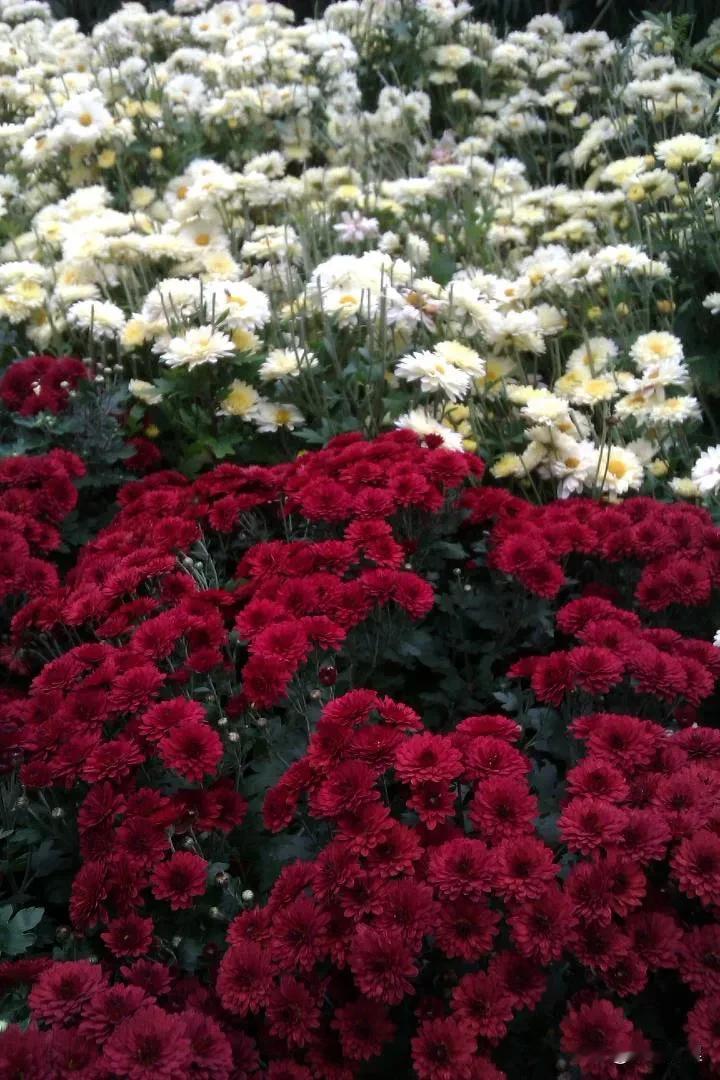 香山菊花自拍