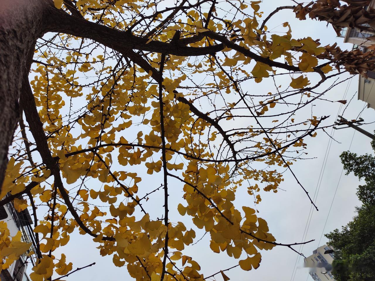 2026想学会的一件事会做饭，会炒几个简单的菜，会煲几种简单的汤，会洗衣服……提