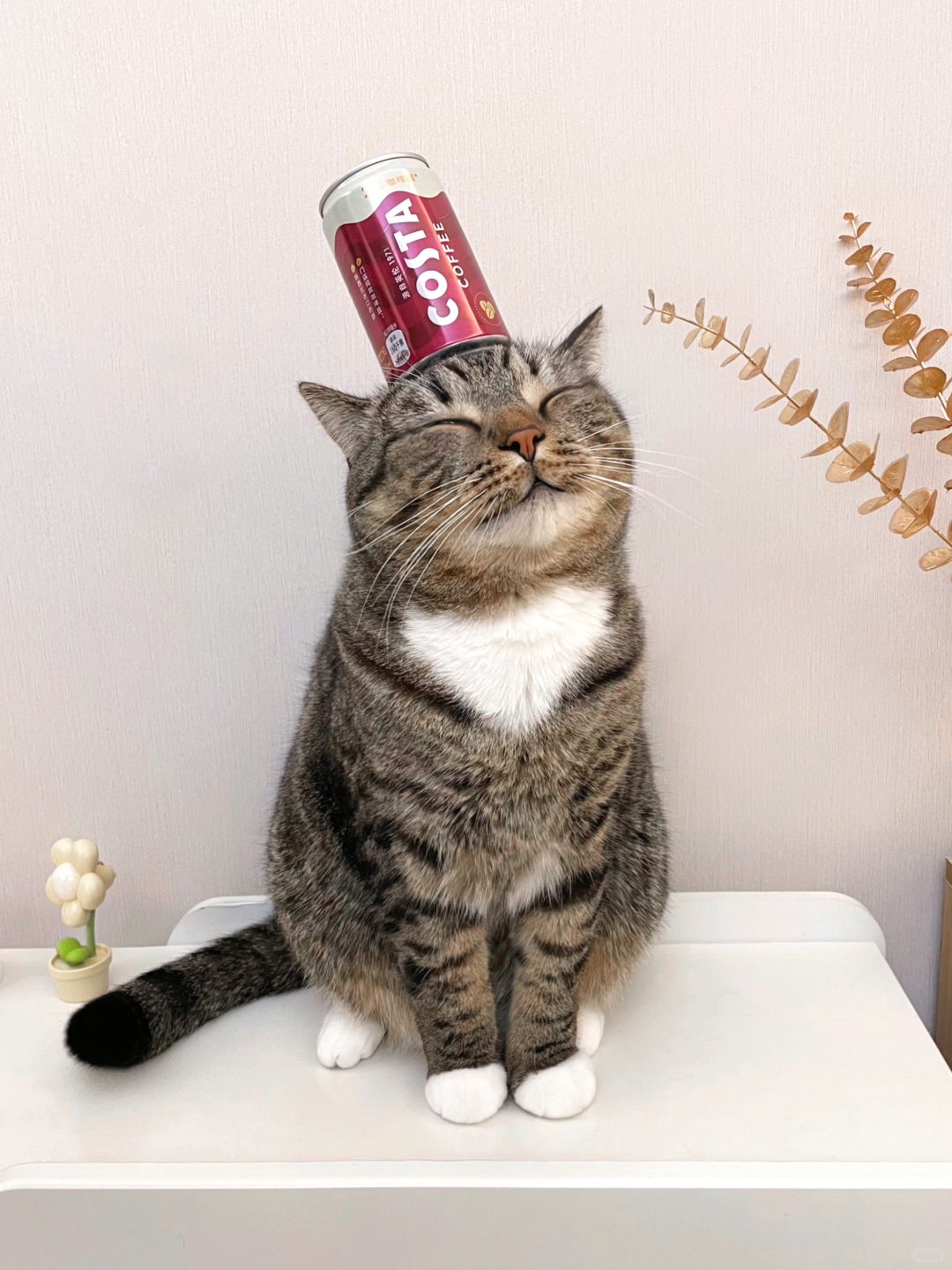 猫屎咖啡out了，来看我家的猫顶咖啡！