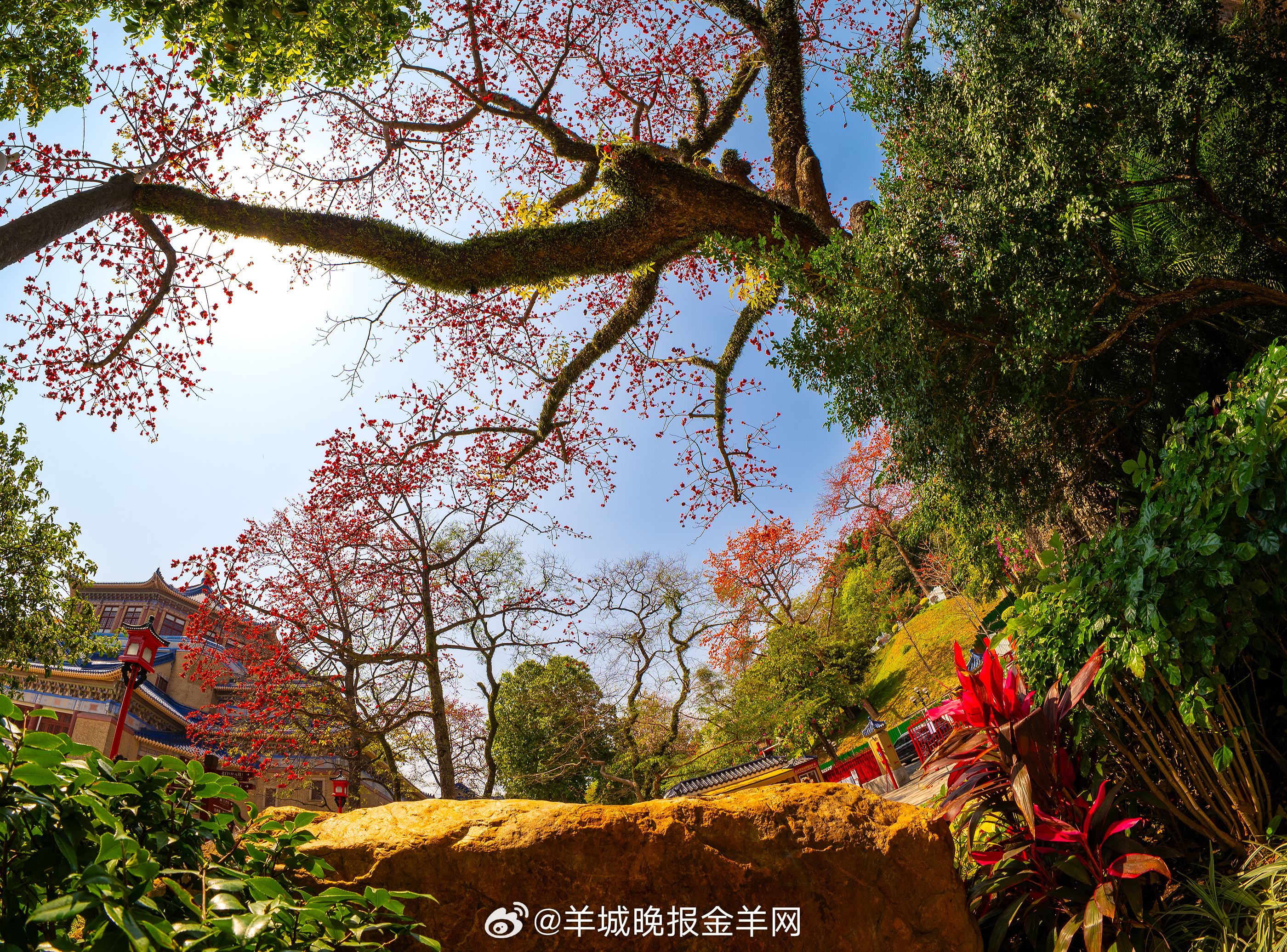 #早安#最好的生活方式，就是按照自己适合的节奏过好每一天。只要你心怀希望，脚踏实