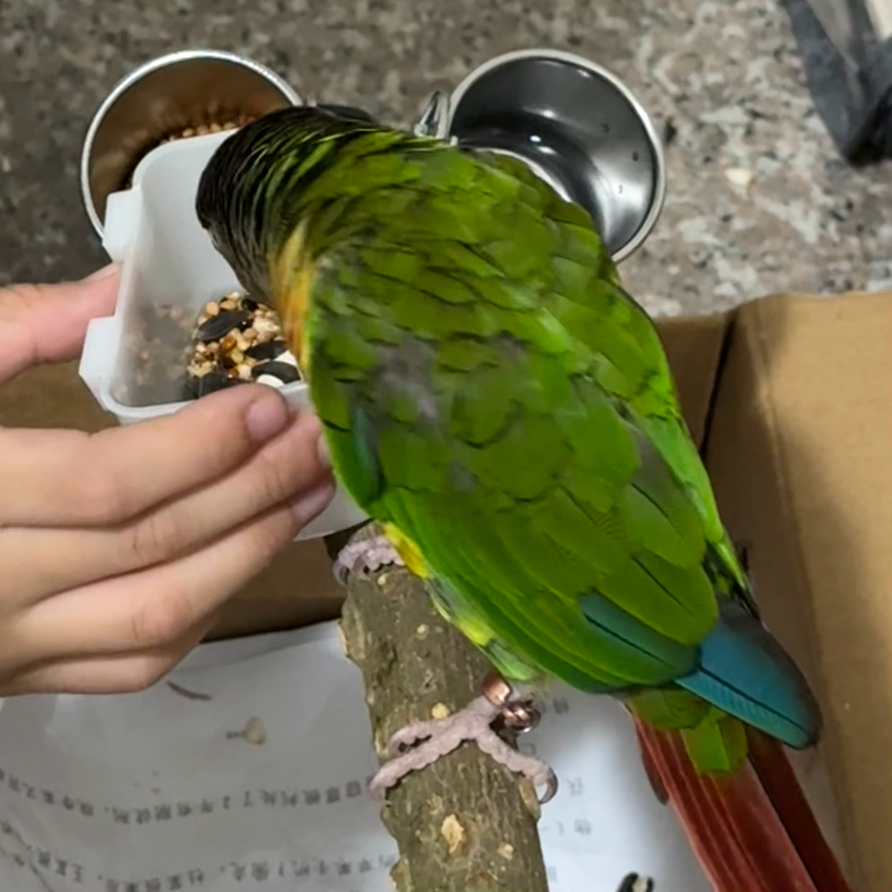 吼 臭鸡！ 第一只咬我的🦜在去年的时候这只毛发颜色最深鸡崽今天也碎碎念了