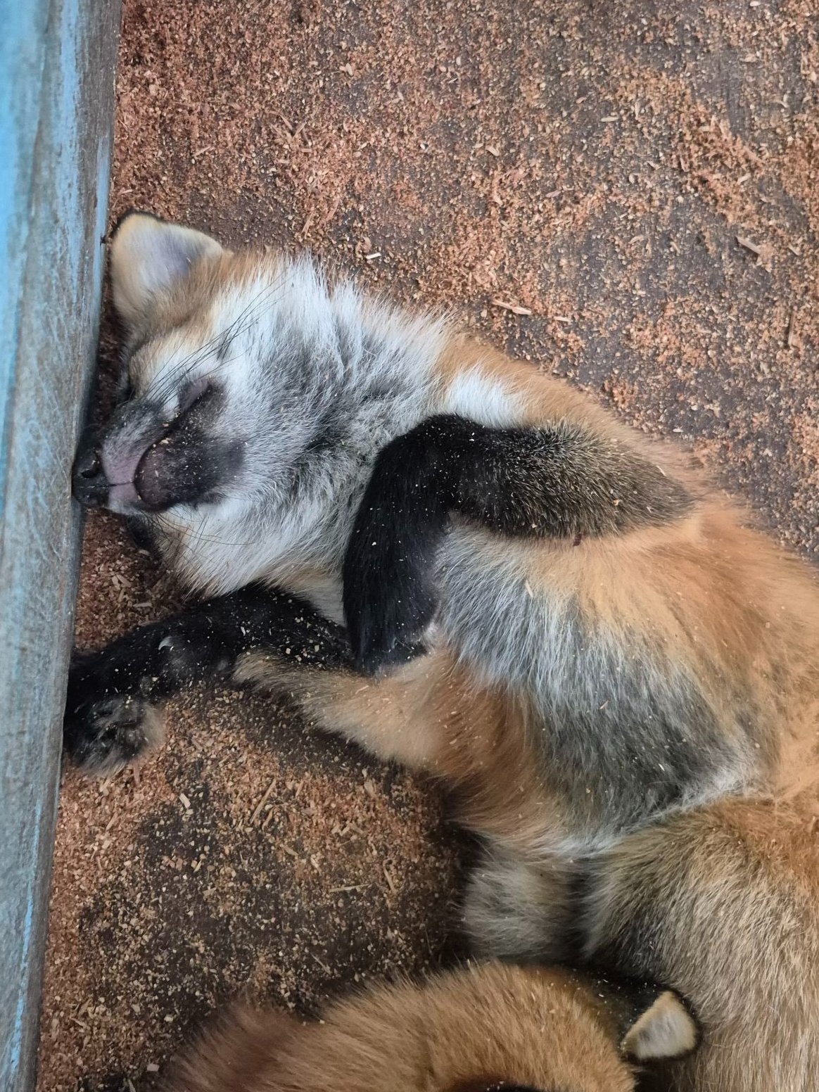 狐狸 睡相特别狐狸的狐狸©️kon_fox_village 