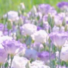 每日‎一善 💜黑曜石把妹王 含羞草的种植方法：1、含羞草可以用小盆直播，也可用