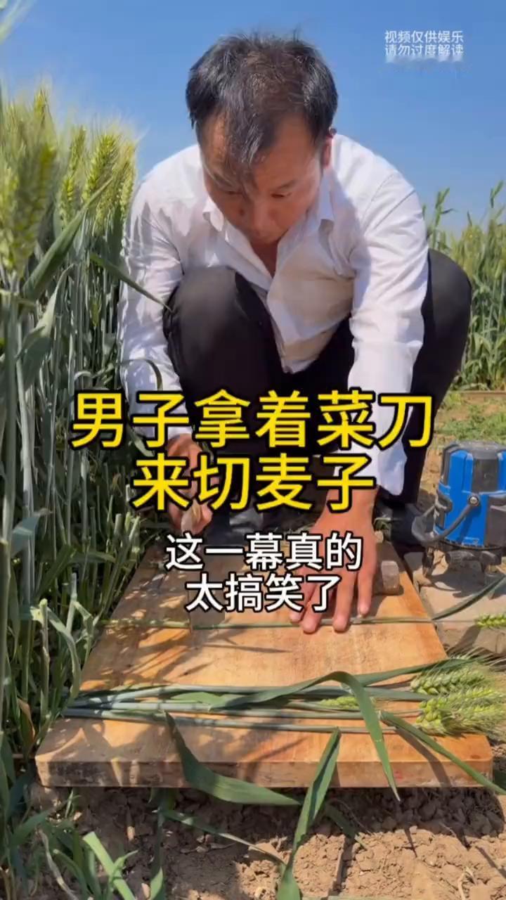 男子拿着菜刀来切麦子，这一幕真的太搞笑了。
男子来到自家麦地里，然后他把麦子压倒
