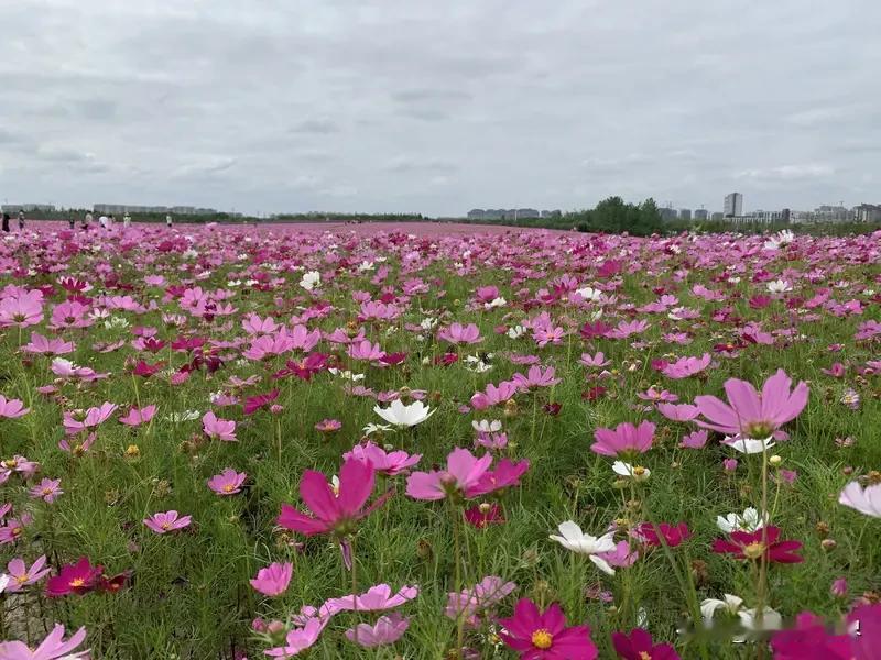 给大家分享两张超美的花海照片。一张是青海门源的油菜花海，无人机视角下，那片金黄宛