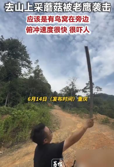 “吓懵了！”6月13日重庆，一男子和妻子上山采蘑菇，妻子先察觉不对大喊“有鸟”，