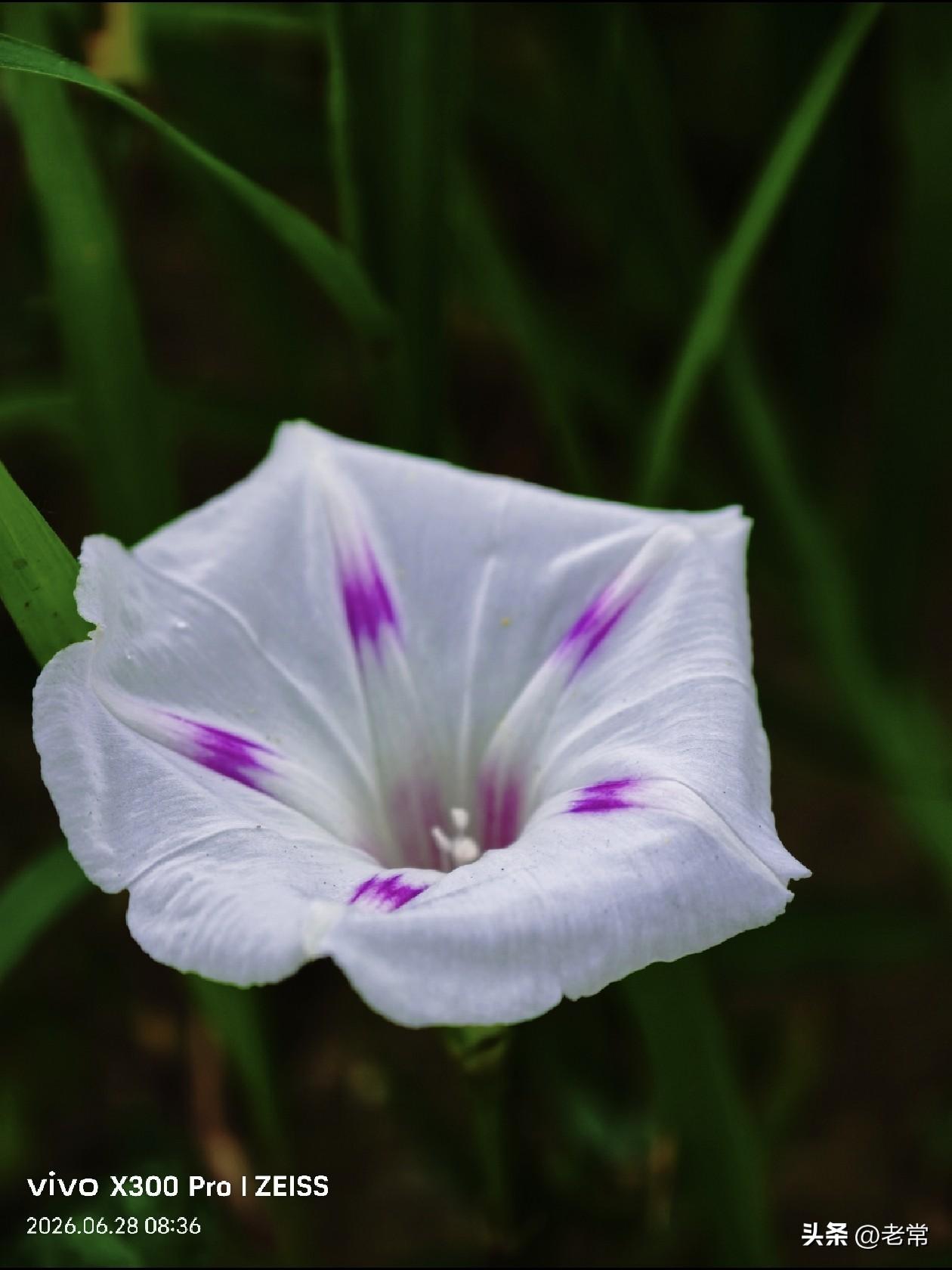 【原创\图文】
花儿盛开的夏日，让人赏心悦目。万紫千红的花朵，给我们带来不一样的