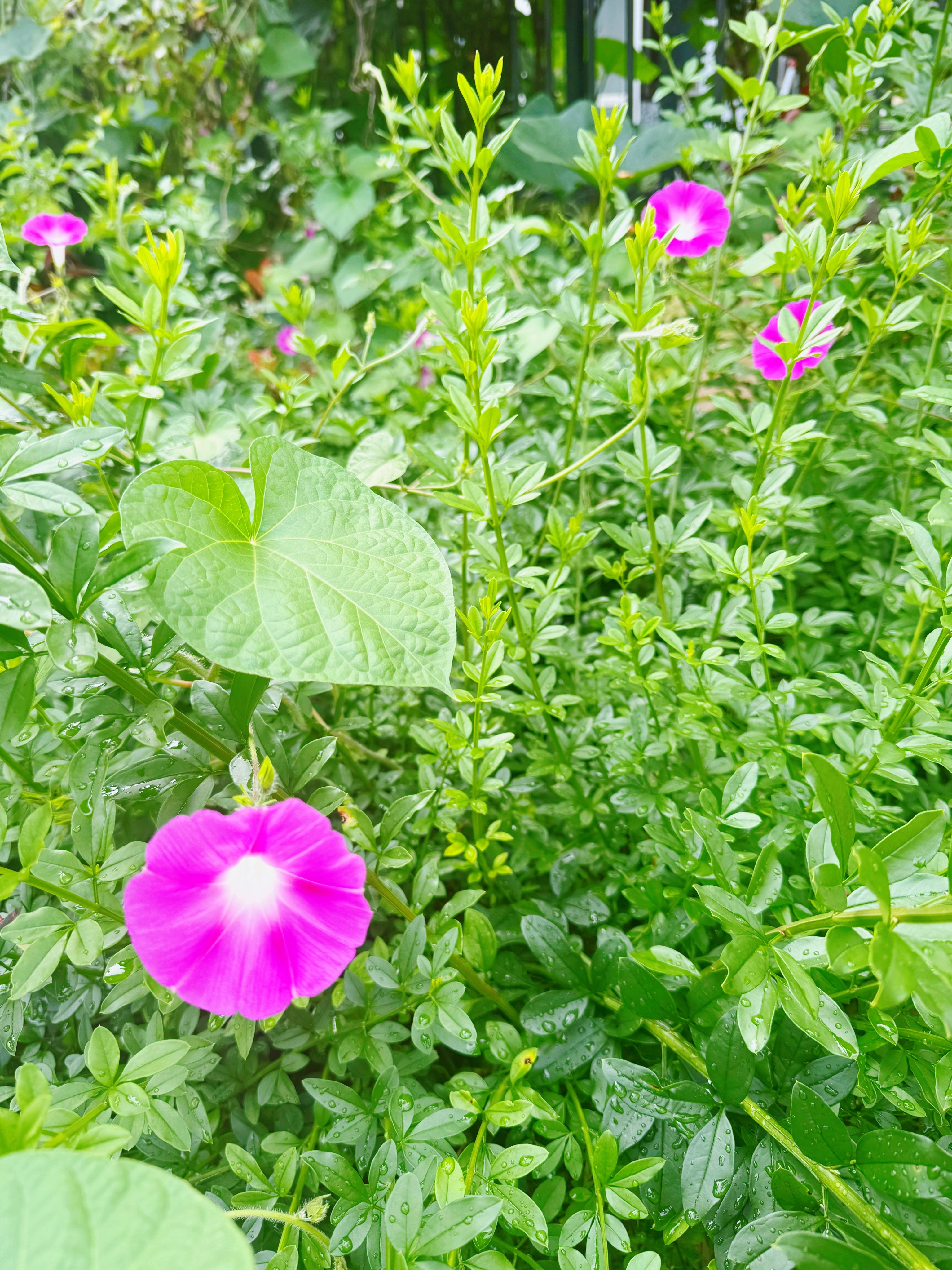 小区里的植物品种真的很丰富啊。我光散步一圈都觉得好治愈。广州再高档的小区都不会这