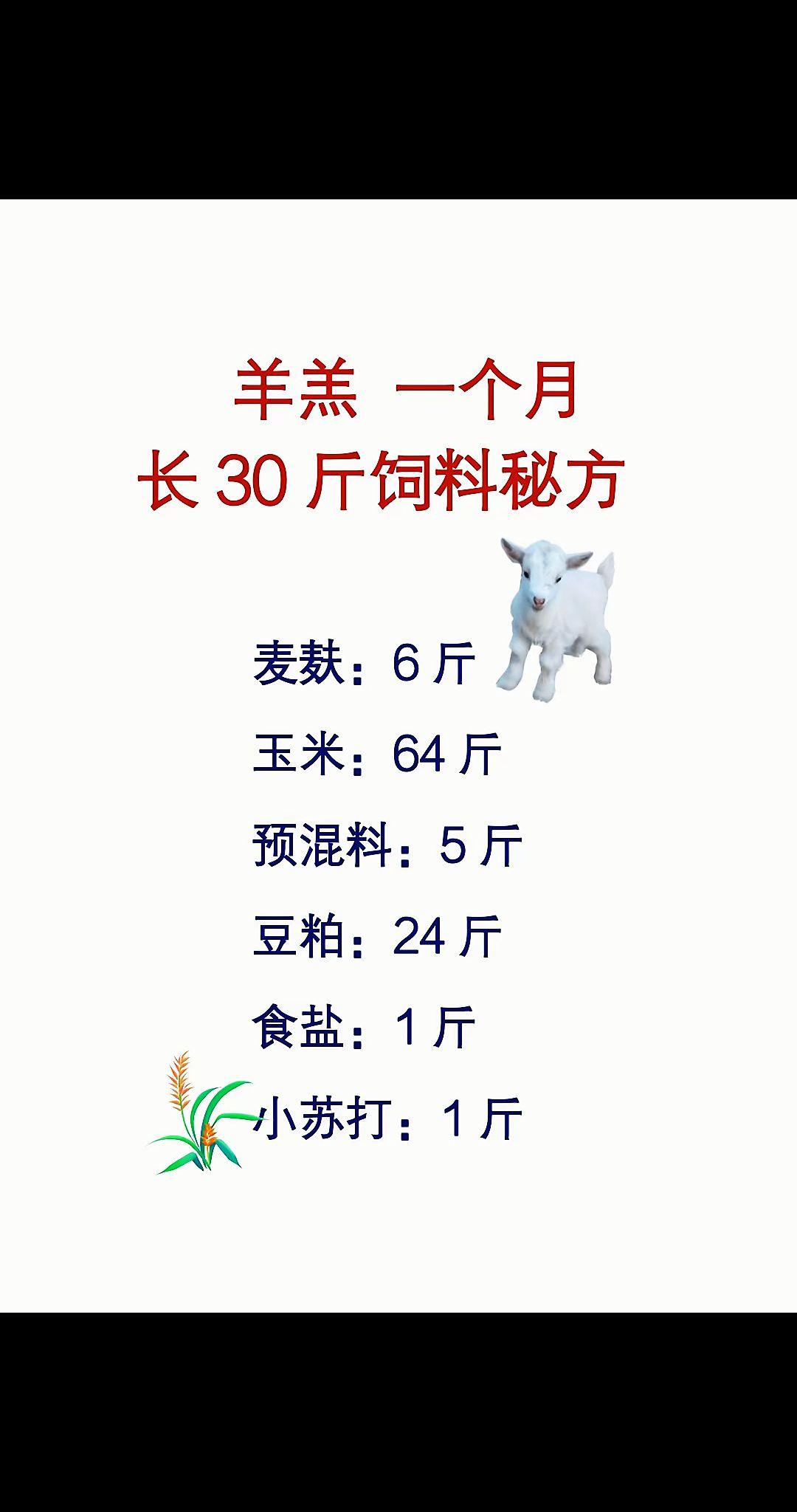 农村养羊 牛羊养殖 养羊人