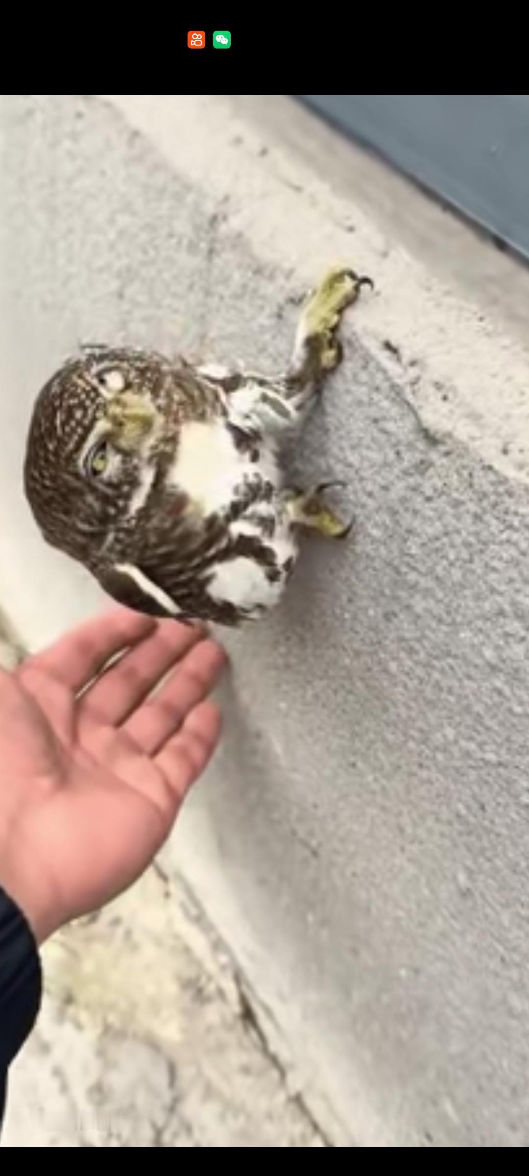 这是啥！还受国家保护吗？