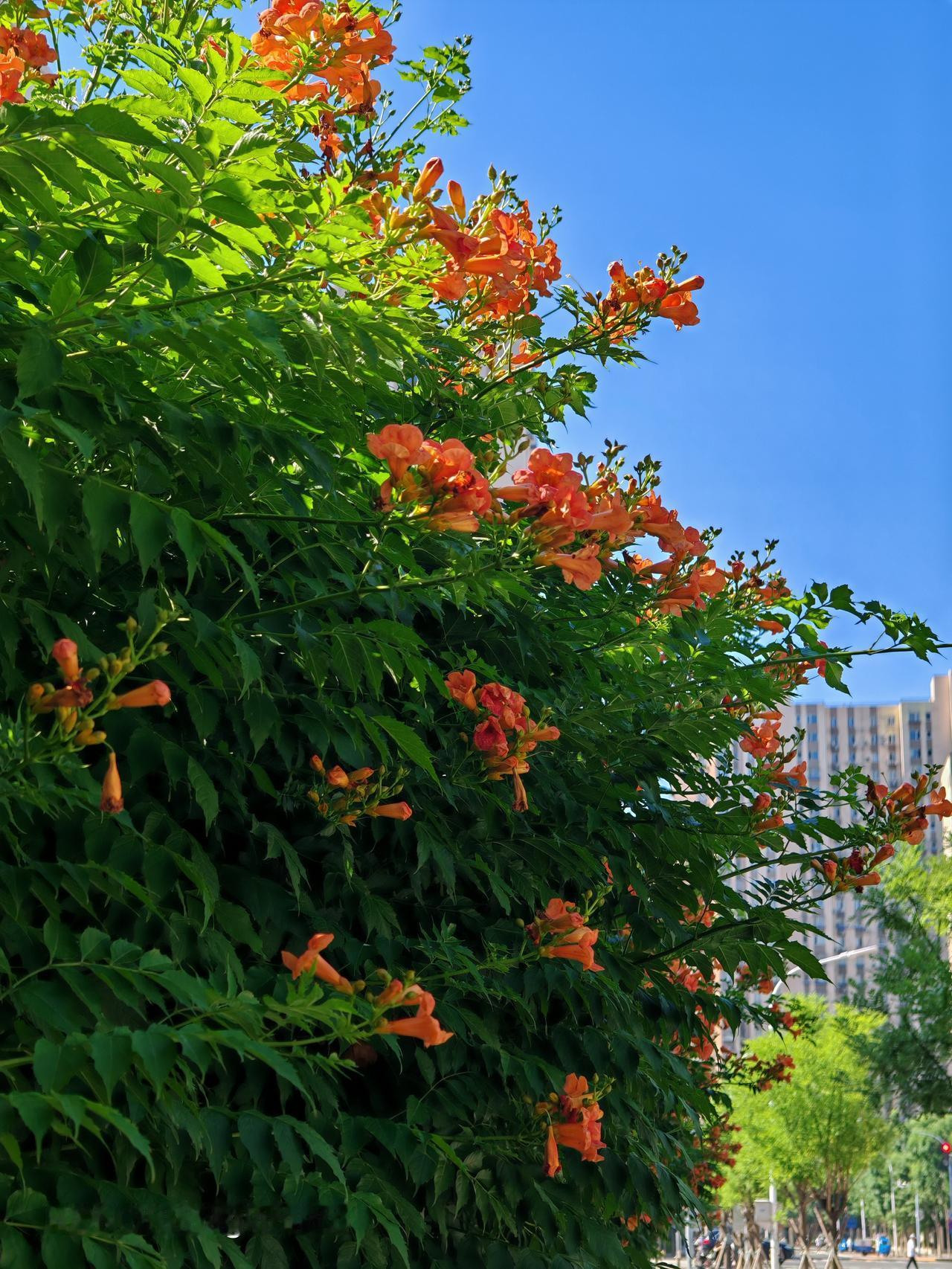 分享一下你随手拍下的照片楼下凌霄花