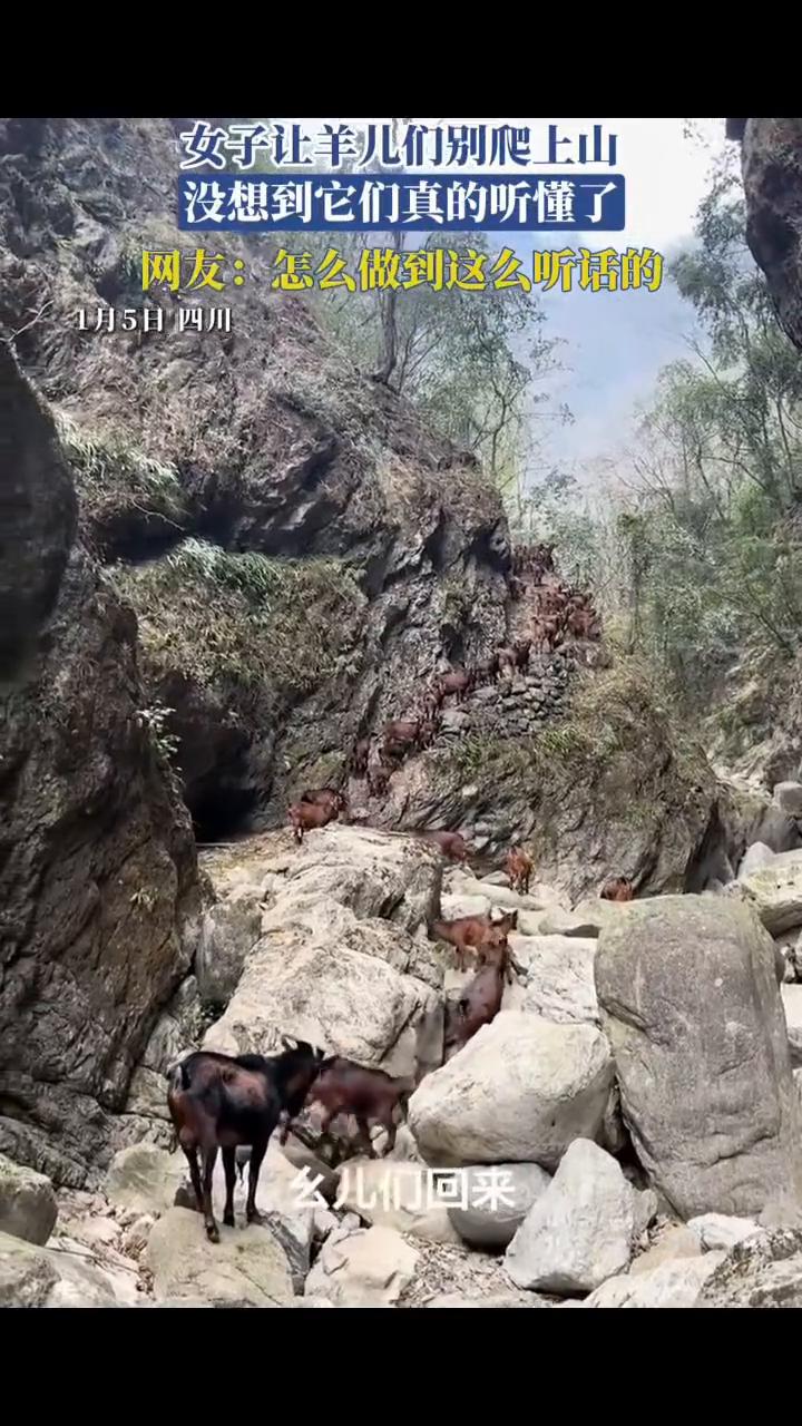 女子让羊儿们别爬上山，没想到它们真的听懂了。网友：怎么做到这么听话的？
1月5日