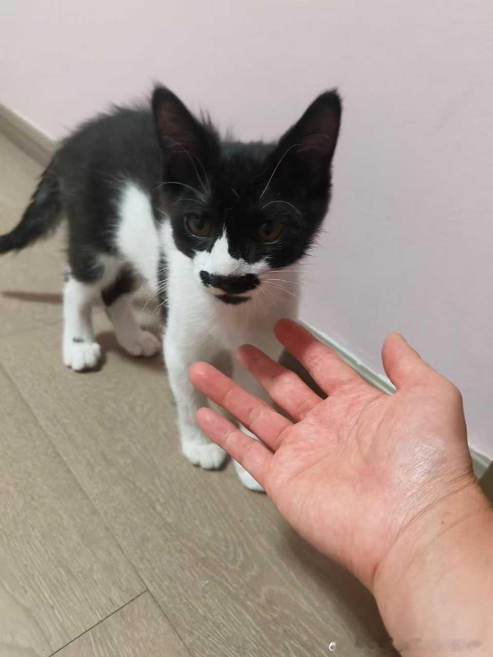 ❗【领养】济南领养 🐱猫咪领养 八嘎咪济南同城领养三个月，打了一次疫苗，身体健