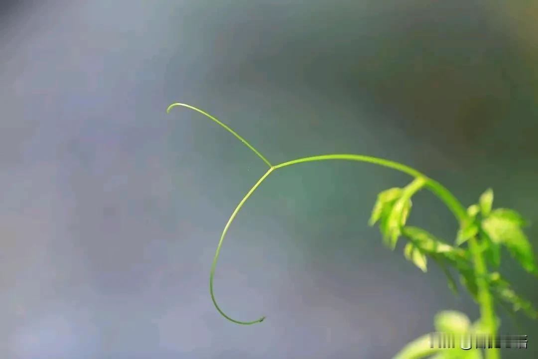 星云大师：人生当自强

种子，必须穿过覆盖的泥土，才能发芽成长；蝴蝶，必须经过蛹
