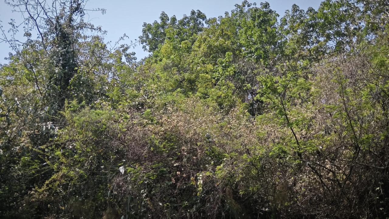 春日生活打卡季阳光漫过层叠的枝叶，把山野的生机揉进风里。每一片新绿都在向上生长，