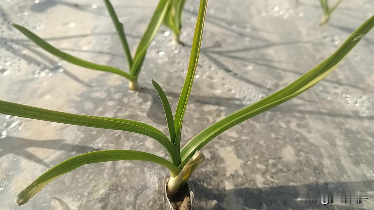 12月16日，河南杞县库内大蒜行情。

连续走低的库内大蒜，在昨天下行基础上，今